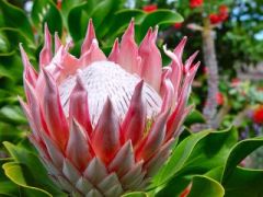 King Protea